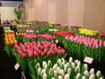 [Lisse Show 2006 2006_0103Image0030.JPG]
